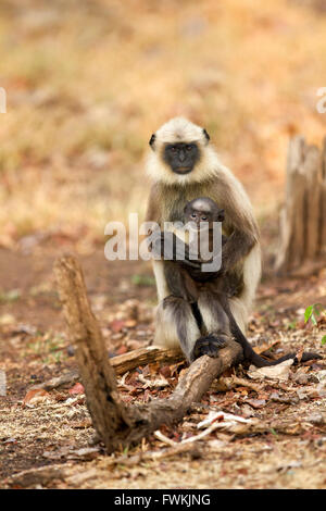 Baby langur grigio seduto con la madre, Foto Stock