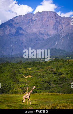 Giraffe (Giraffa camelopardalis) camminando sulla pianura di fronte al Monte Meru nel Parco Nazionale di Arusha, Tanzania Africa Foto Stock