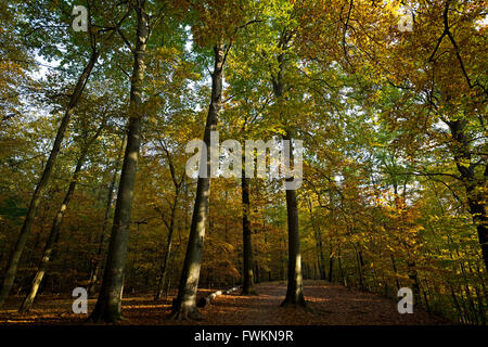 Grunewald forest Charlottenburg-Wilmersdorf Berlino Germania Foto Stock