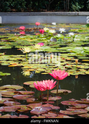 Lily Pond ad Istanbul in Turchia con rosa, bianco e giglio giallo fiori Foto Stock