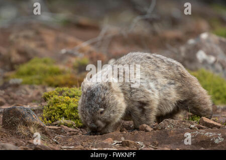 Wombat comune ( Vombatus ursinus) sul prato. Maria Island, Tasmania, Australia. Foto Stock