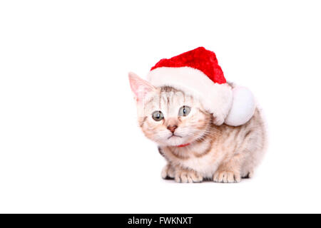Il Bengala Cat. Kitten (7 settimane di età) giacente, indossando il Berretto di Babbo Natale. Studio Immagine contro uno sfondo bianco. Germania Foto Stock