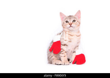 Il Bengala Cat. Kitten (7 settimane di età) seduta, indossando guanti di colore rosso. Studio Immagine contro uno sfondo bianco. Germania Foto Stock