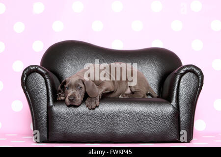 Alano Cucciolo (7 settimane di età) giacente su un nero divano in pelle Studio immagine contro uno sfondo viola con il bianco a pois Foto Stock