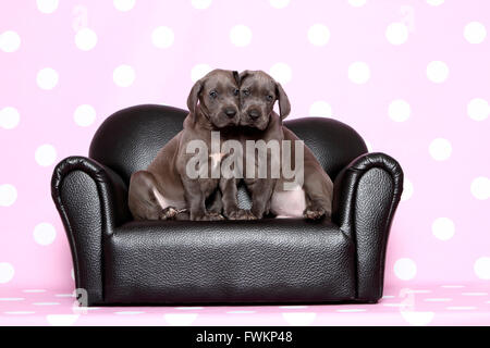 Alano due cuccioli (7 settimane di età) seduto su un nero divano in pelle Studio immagine contro uno sfondo viola con il bianco Foto Stock