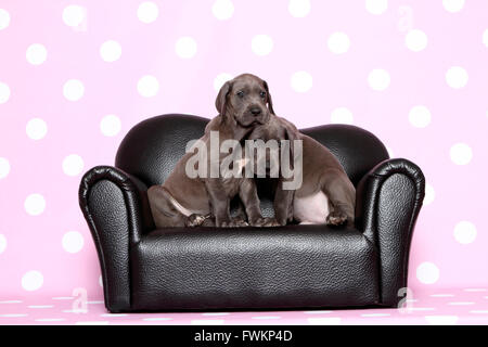 Alano due cuccioli (7 settimane di età) seduto su un nero divano in pelle Studio immagine contro uno sfondo viola con il bianco Foto Stock
