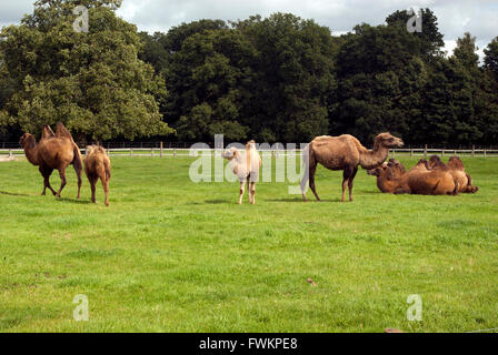 Allevamento di cammelli bactrian Cotswold wild life park Foto Stock