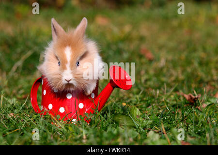 Lion con testa di coniglio nano. Giovani in un piccolo rosso annaffiatoio con il bianco a pois su un prato. Germania Foto Stock