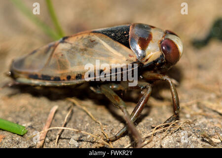 Comune (Backswimmer Notonecta glauca) dal lato. Predatori veri acquatici bug nella famiglia Notonectidae, aka acqua barcaiolo Foto Stock