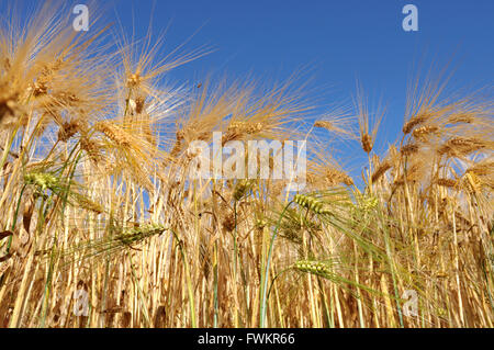 Golden campo di grano sotto il cielo blu Foto Stock