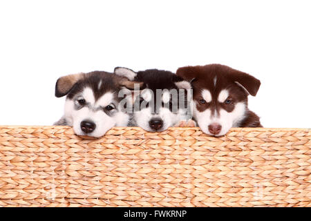 Alaskan Malamute. Cucciolo (6 settimane di età). Tre cuccioli in un cestello. Studio Immagine contro uno sfondo bianco. Germania Foto Stock