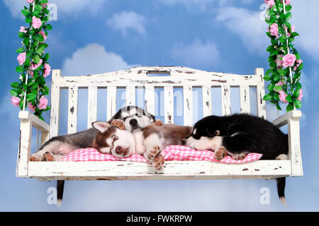 Alaskan Malamute. Tre cuccioli (6 settimane di età) dormire su un portico swing. Studio Immagine contro uno sfondo bianco. Germania Foto Stock