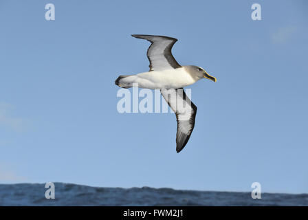 Buller's Albatross - Thalassarche bulleri Foto Stock