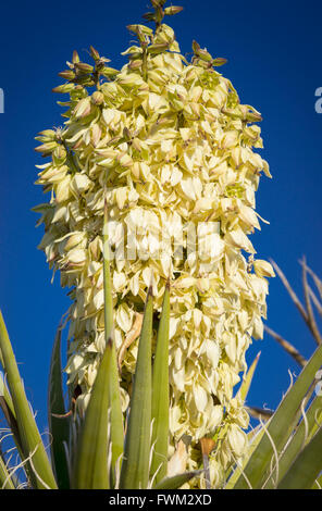 Fioritura Yucca pianta, Joshua Tree National Park, Deserto Mojave, California Foto Stock