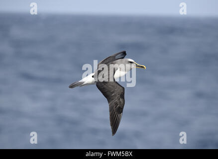 Buller's Albatross - Thalassarche bulleri Foto Stock