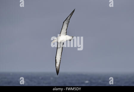 Il Salvin Albatross - Thalassarche salvini Foto Stock