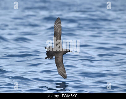 Bianco-chinned Petrel - Procellaria aequinoctialis Foto Stock