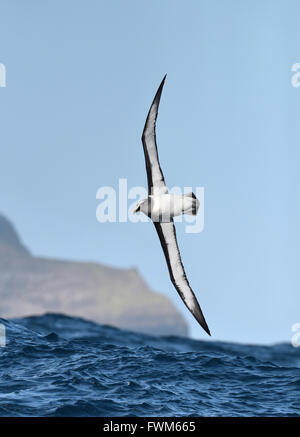 Buller's Albatross - Thalassarche bulleri Foto Stock