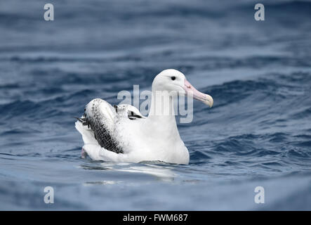 Southern Royal Albatross - Diomedea epomophora Foto Stock