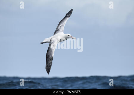 Southern Royal Albatross - Diomedea epomophora Foto Stock