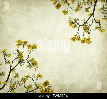 Tabebuia chrysotricha giallo fiorisce in primavera su vecchio sfondo della carta Foto Stock