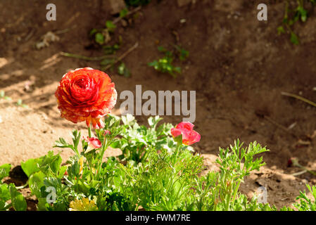 Un unico fiore rosso contro il terreno coltivato. Guardando verso il basso sul fiore. Foto Stock