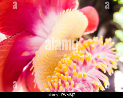 Couroupita guianensis, conosciuto con molti nomi comuni, tra cui palla di cannone, ad albero è un albero a foglie decidue nella famiglia Lecythidaceae Foto Stock