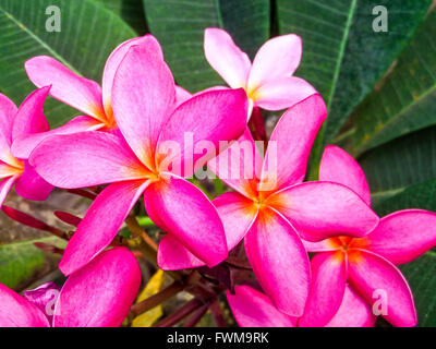Plumeria (nome comune Frangipani) è un piccolo genere di 7-8 specie che crescono in tropicale e subtropicale Americhe. Foto Stock