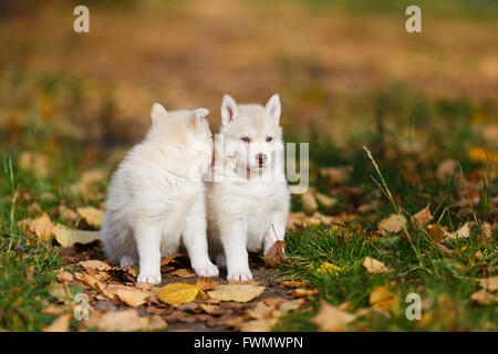 Due husky cucciolo sulle foglie di autunno Foto Stock