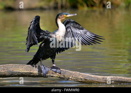 Bianco-breasted cormorano (Phalacrocorax lucidus) al di sopra dell'acqua sul tronco di albero aperto con le ali Foto Stock