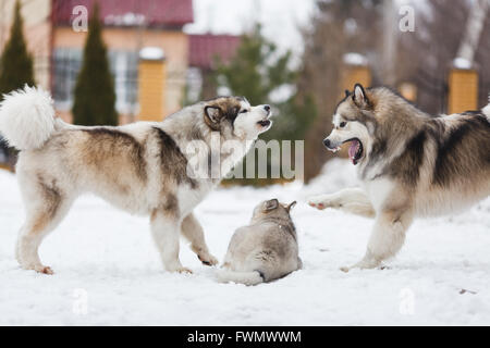 Due cani razza alaskan malamute punire il vostro cucciolo Foto Stock