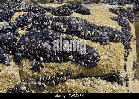 Blu (Cozze Mytilus edulis) sulla roccia a bassa marea in Bretagna in Francia Foto Stock