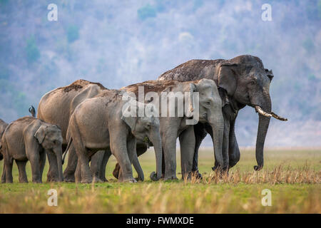 Asiatico elefanti selvatici famiglia nel bosco selvatico di Jim Corbett, India. [Elephas maximus] Foto Stock
