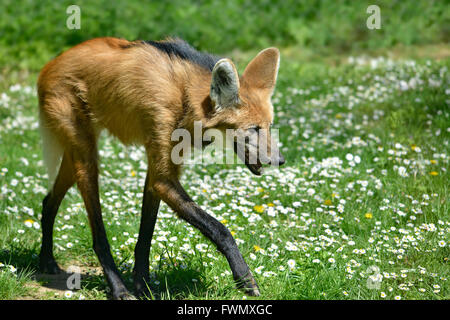 Crisocione (Chrysocyon brachyurus) con il suo caratteristico gambe camminando su erba e visto di profilo, la bocca aperta Foto Stock