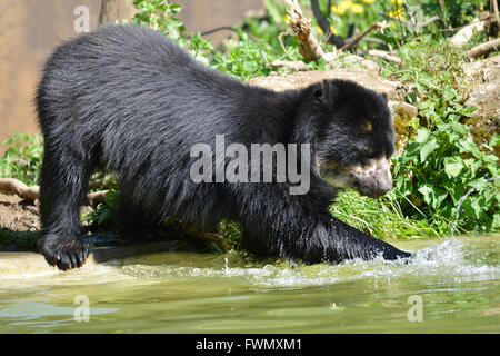 Orso andino (Tremarctos ornatus) in acqua, noto anche come l'orso spectacled Foto Stock