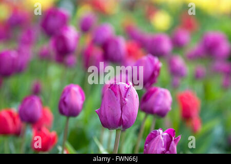 Tulipa 'Negrita' flowers in Spring. Foto Stock
