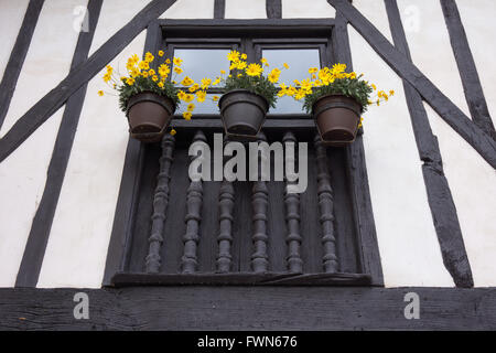 Fiori di colore giallo al di fuori di una finestra di un vecchio di legno e gesso house Foto Stock