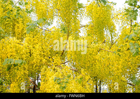 Cassia fistola fiore Foto Stock