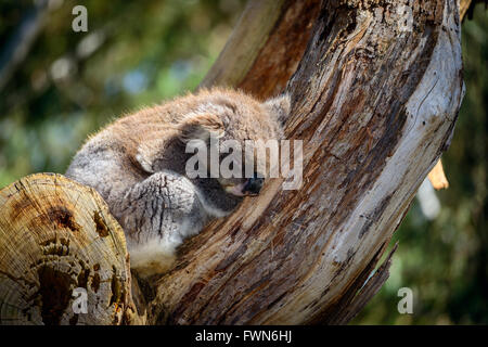 Australian Koala bear dormire su un albero in un ambiente selvaggio Foto Stock