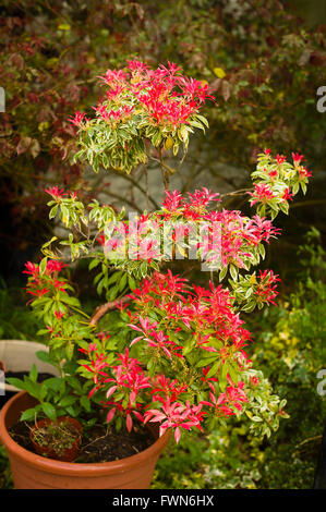 Sarcococca japonica Flaming Silver mostra nuove foglie rosse in primavera Foto Stock