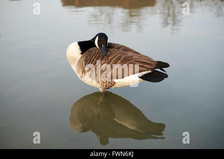 Canada Goose (Branta canadensis) preening prima sono ' appollaiati sul Fiume Great Ouse, Bedford, Bedfordshire, Inghilterra, Regno Unito. Foto Stock