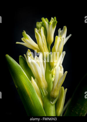 Giacinto bianco in fiore su sfondo nero Foto Stock