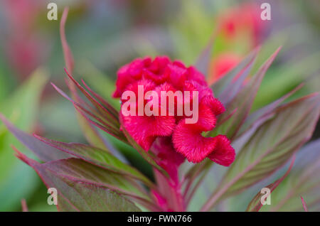 Cresta di gallo fiori Foto Stock