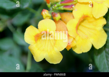 Tecoma stans, giallo trumpetbush, arbusto sempreverde con pinnate foglie composte con 5-9 volantini dentellate, fiori di colore giallo Foto Stock