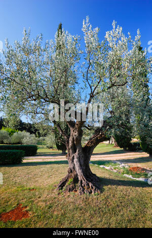 Albero di olivo in Istria, Croazia Foto Stock