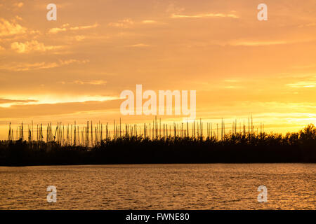 Silhouette di alberi e yacht in marina contro il cielo di colore giallo durante l ora d'oro su Haringvliet in South Holland, Paesi Bassi Foto Stock