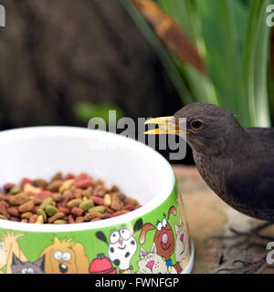 Merlo alimentazione dal piatto di gatti, merlo, Turdus merula, alimentazione, feed, cat, piatto, bowl, comune, giardino, bird, la fauna selvatica, Foto Stock