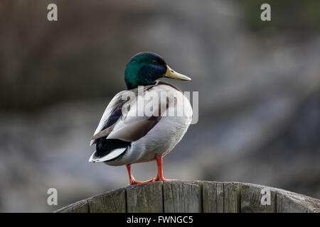 Drake Mallard duck seduto su una staccionata in legno con lo sfondo sfocato e al di fuori della messa a fuoco Foto Stock