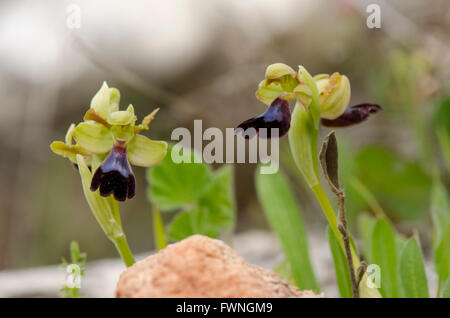 Wild Orchid, Ophrys atlantica, Atlas Orchid, Andalusia, Spagna meridionale. Foto Stock