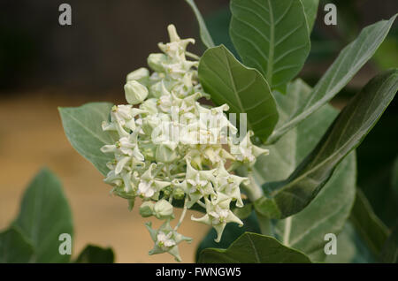 Bianco fiore a corona Foto Stock